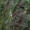 Deschampsia cespitosa 'Bronzeschleier'