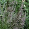 Deschampsia cespitosa 'Bronzeschleier'