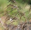 Deschampsia cespitosa 'Bronzeschleier'