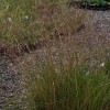 Deschampsia cespitosa 'Yunnan'