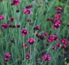 Dianthus cruentus