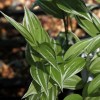 Disporum sessile 'Variegatum'
