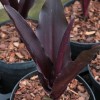 Eucomis comosa 'Sparkling Burgundy'