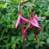 Fuchsia glazioviana