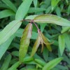 Fuchsia hatschbachii