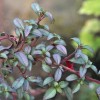 Fuchsia microphylla ssp. hemsleyana 'Silver Lining'