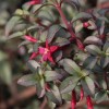 Fuchsia microphylla ssp. hemsleyana 'Silver Lining'