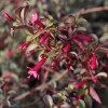 Fuchsia microphylla ssp. hemsleyana 'Silver Lining'