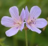 Geranium 'Blue Cloud'