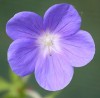 Geranium 'Brookside'