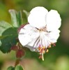 Geranium x cantabrigiense 'Harz'