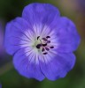 Geranium himalayense 'Devil's Blue'