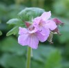 Geranium macrorrhizum 'Ingwersen's Variety'