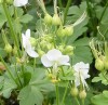 Geranium macrorrhizum 'White-Ness'