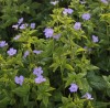 Geranium nodosum seedlings