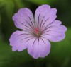 Geranium nodosum seedlings