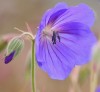 Geranium 'Orion'