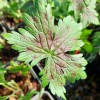 Geranium x oxonianum 'Moundmaster'