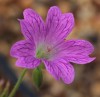 Geranium x oxonianum 'Phantom'