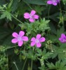 Geranium palustre