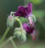 Geranium phaeum 'Golden Spring'