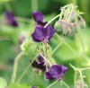 Geranium phaeum 'Lisa'