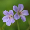 Geranium 'Prelude'