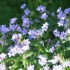 Geranium 'Prelude'