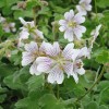 Geranium renardii 'Walter Ingwersen'