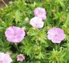 Geranium sanguineum 'Belle of Herterton'