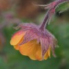 Geum 'Bremner's Nectarine'