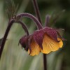 Geum 'Bremner's Nectarine'