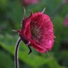 Geum rivale 'Leonard's Variety'