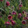 Geum rivale 'Leonard's Variety'