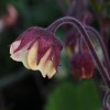 Geum 'Rusty Young'