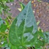 Hedera nepalensis 'Roy Lancaster'