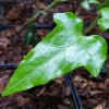 Hedera pastuchovii 'Ann Ala'