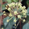 Hedera pastuchovii ssp. cypria