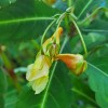 Impatiens omeiana 'Red Leaf'