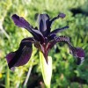 Iris chrysographes black-flowered