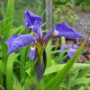 Iris setosa