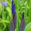 Iris setosa