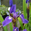 Iris setosa