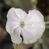 Silene coronaria Oculata