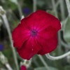 Silene coronaria wild form