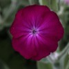 Silene coronaria wild form