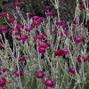 Silene coronaria wild form