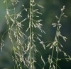 Milium effusum 'Aureum'