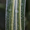 Miscanthus sinensis var. condensatus 'Cabaret'