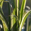 Miscanthus sinensis var. condensatus 'Cabaret'